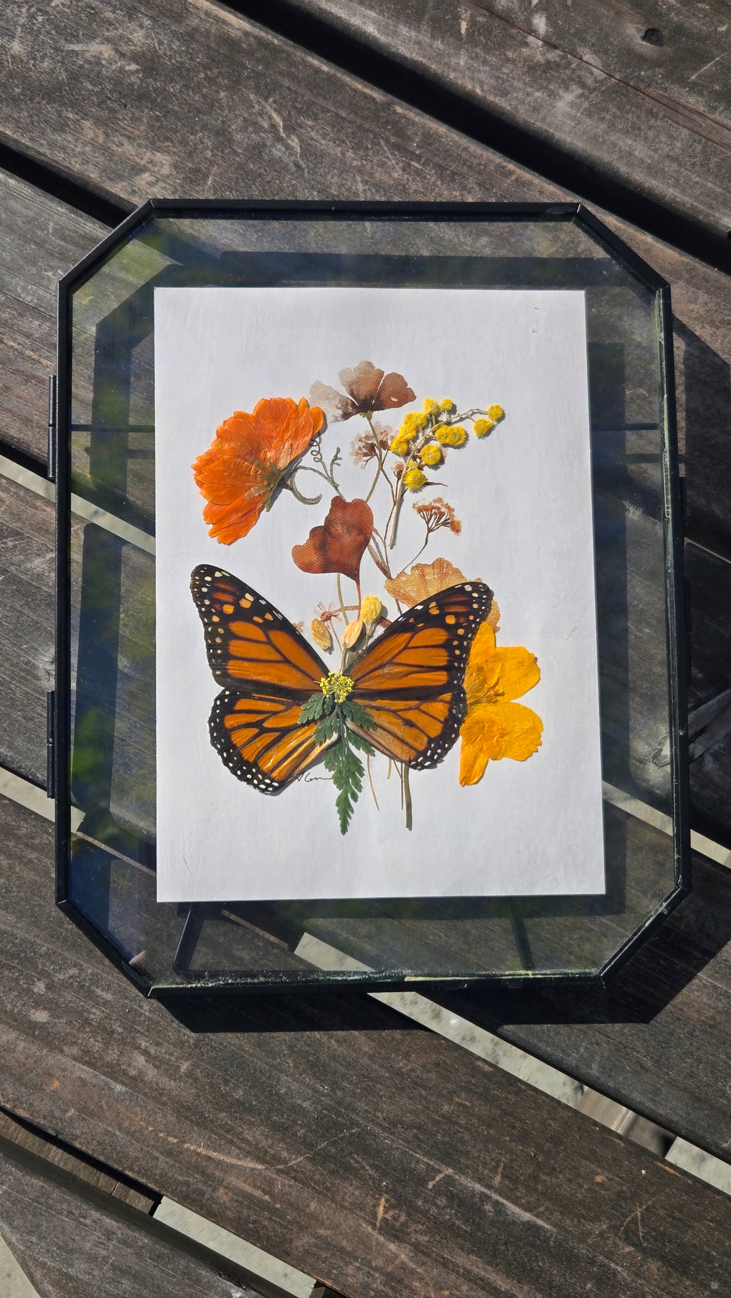 Monarch Butterfly Wall Art